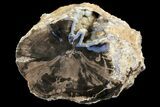Wide Petrified Wood (Schinoxylon) Limb - Blue Forest, Wyoming #141433-1